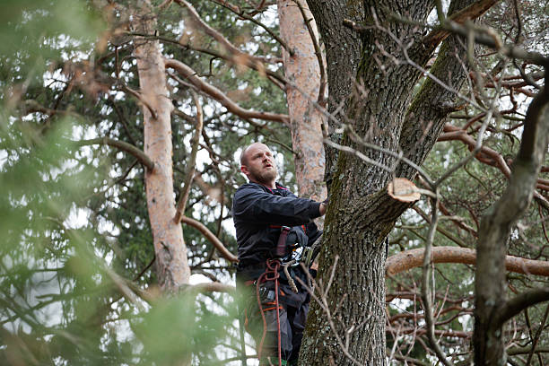 Trusted Fort Loramie, OH Tree Services Experts